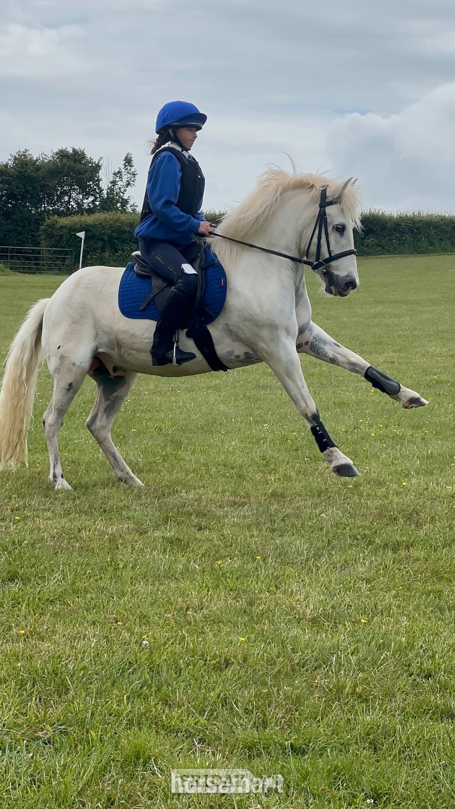 Bristol "Rueben" White Gelding All Rounder