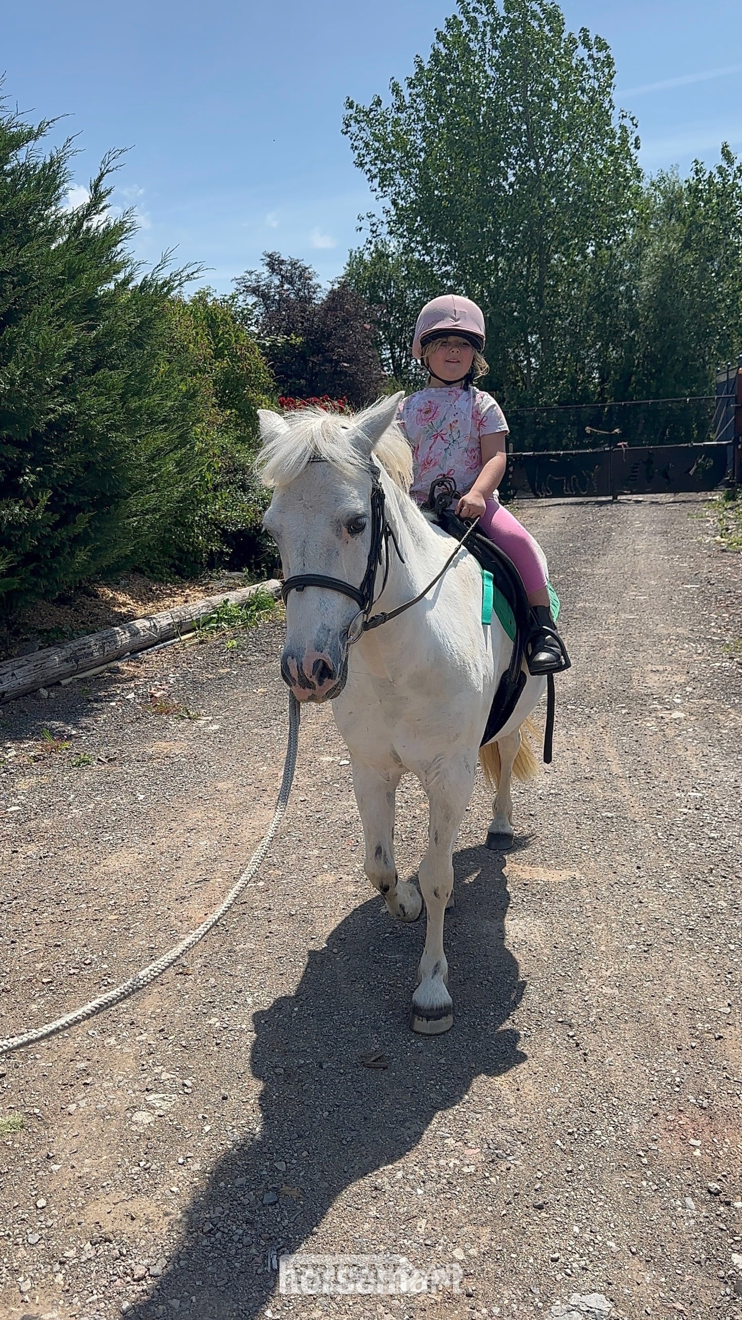 "Rueben" White Gelding All Rounder - Horses in Bristol