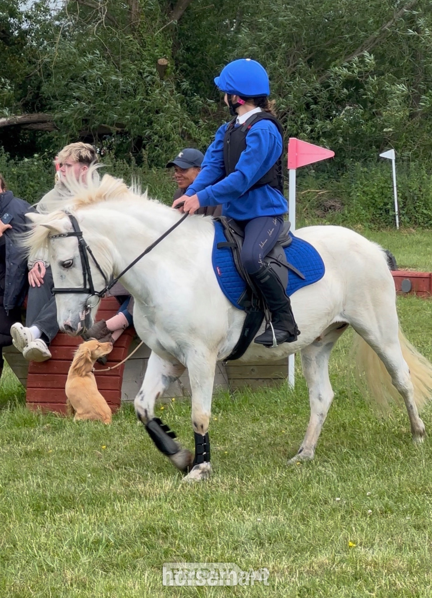 "Rueben" White Gelding All Rounder - Horses