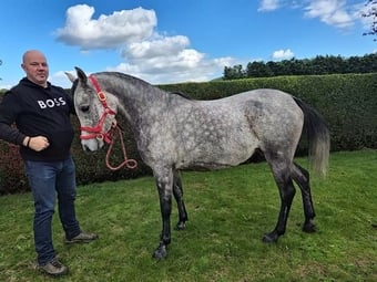 "Indi" Grey Mare Project Horse
