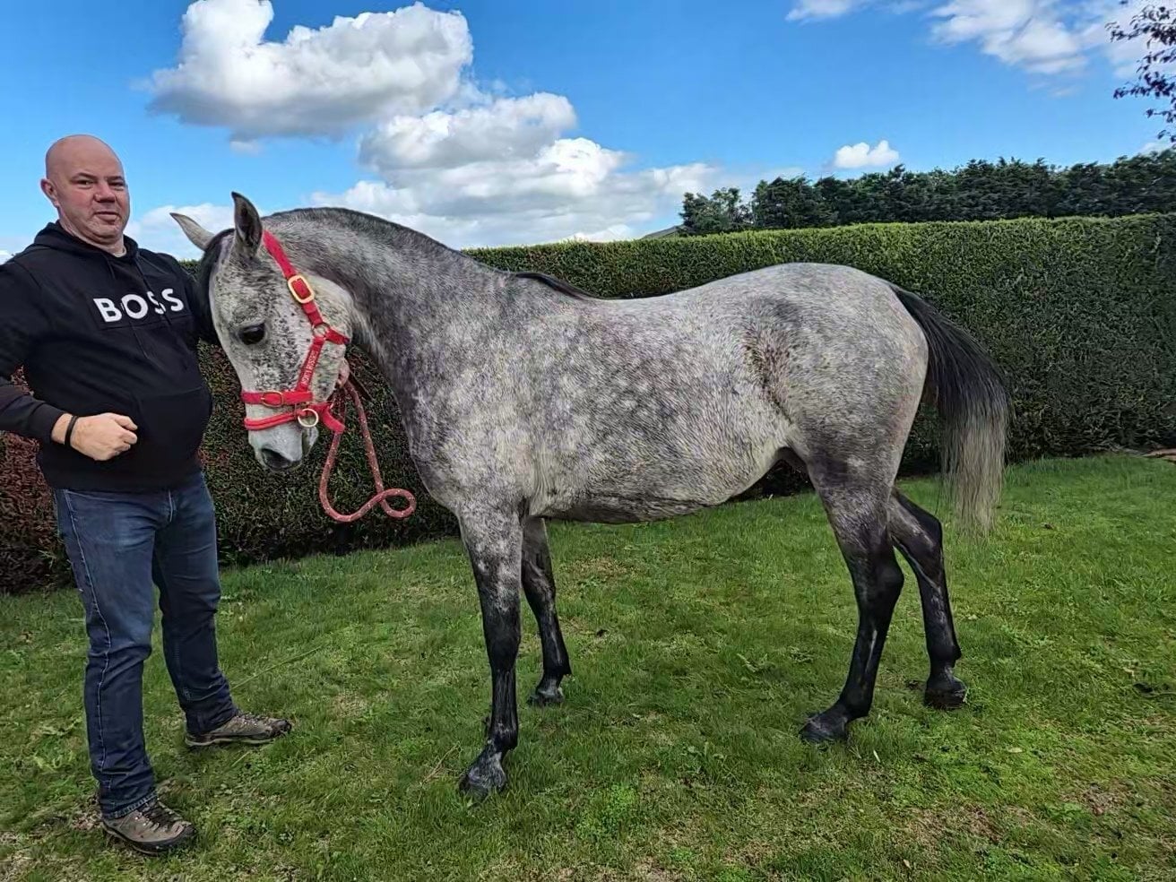 "Indi" Grey Mare Project Horse