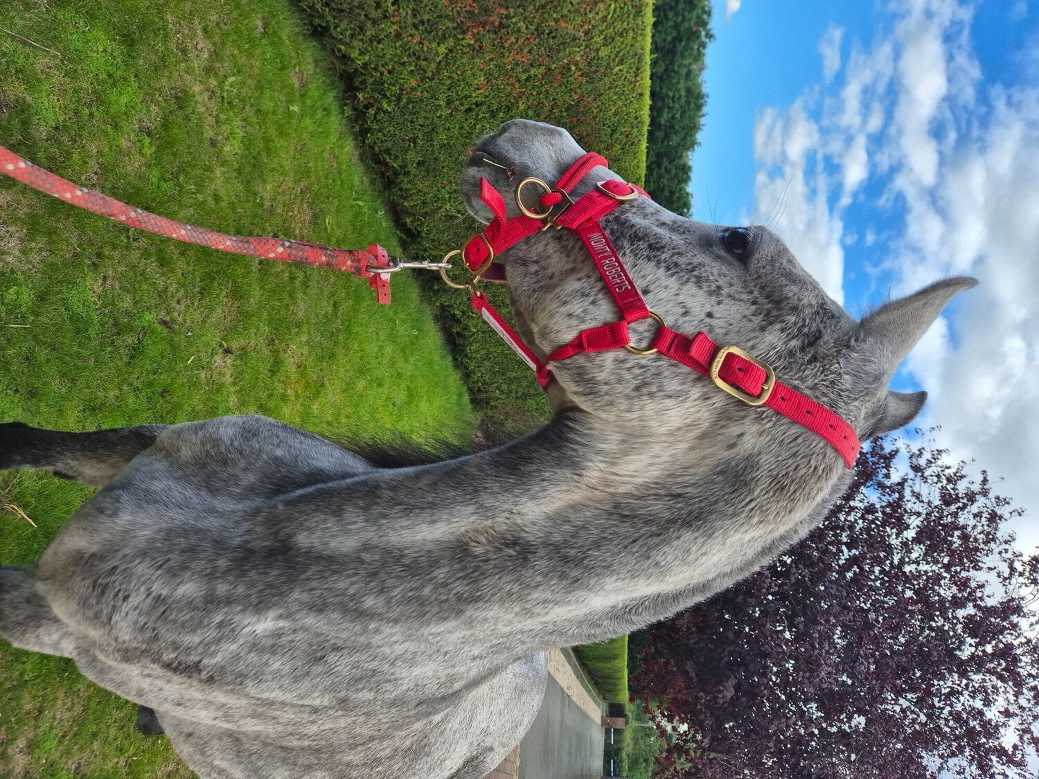 Sandbach "Indi" Grey Mare Project Horse