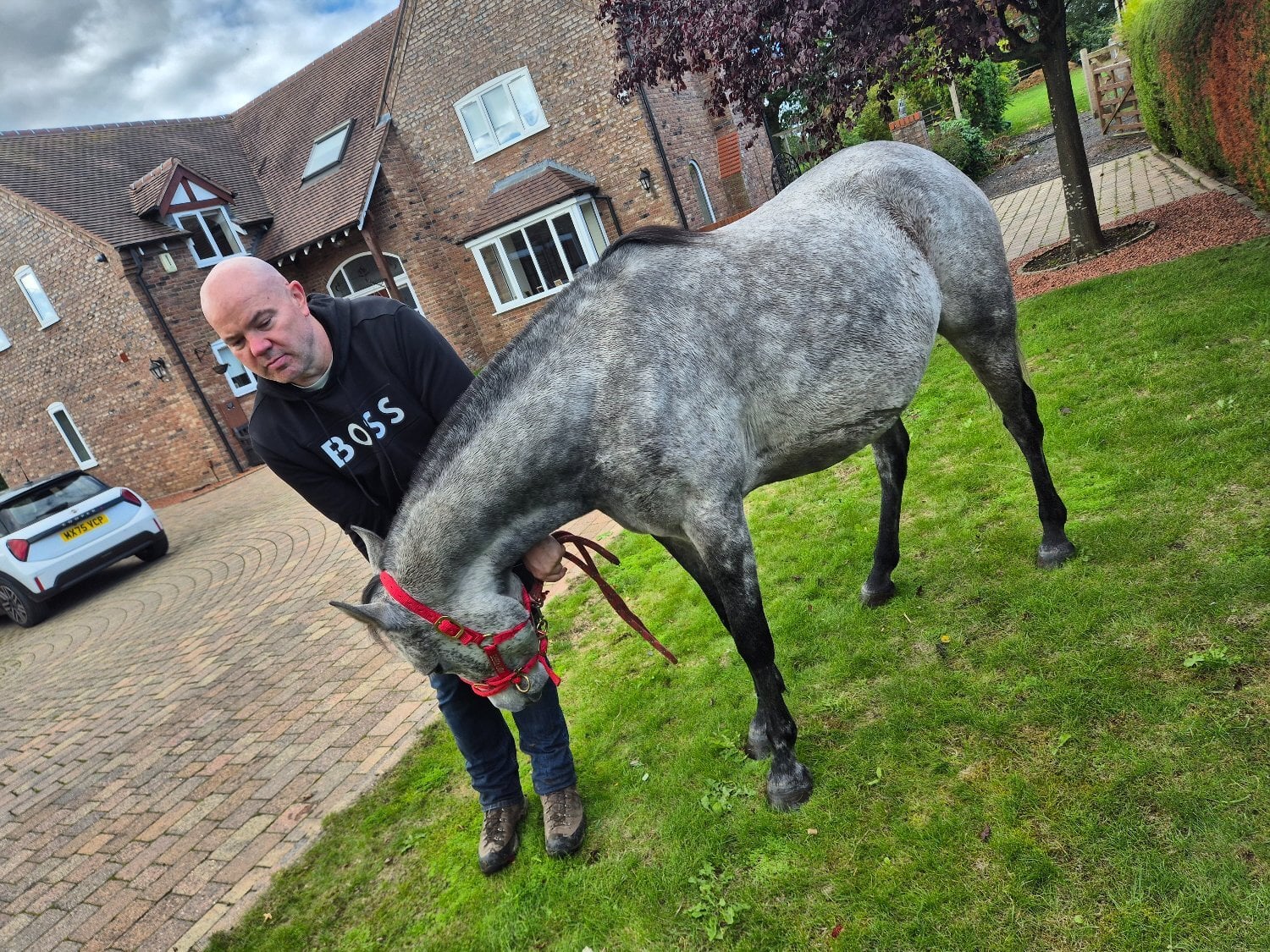 "Indi" Grey Mare Project Horse - Horses in Sandbach
