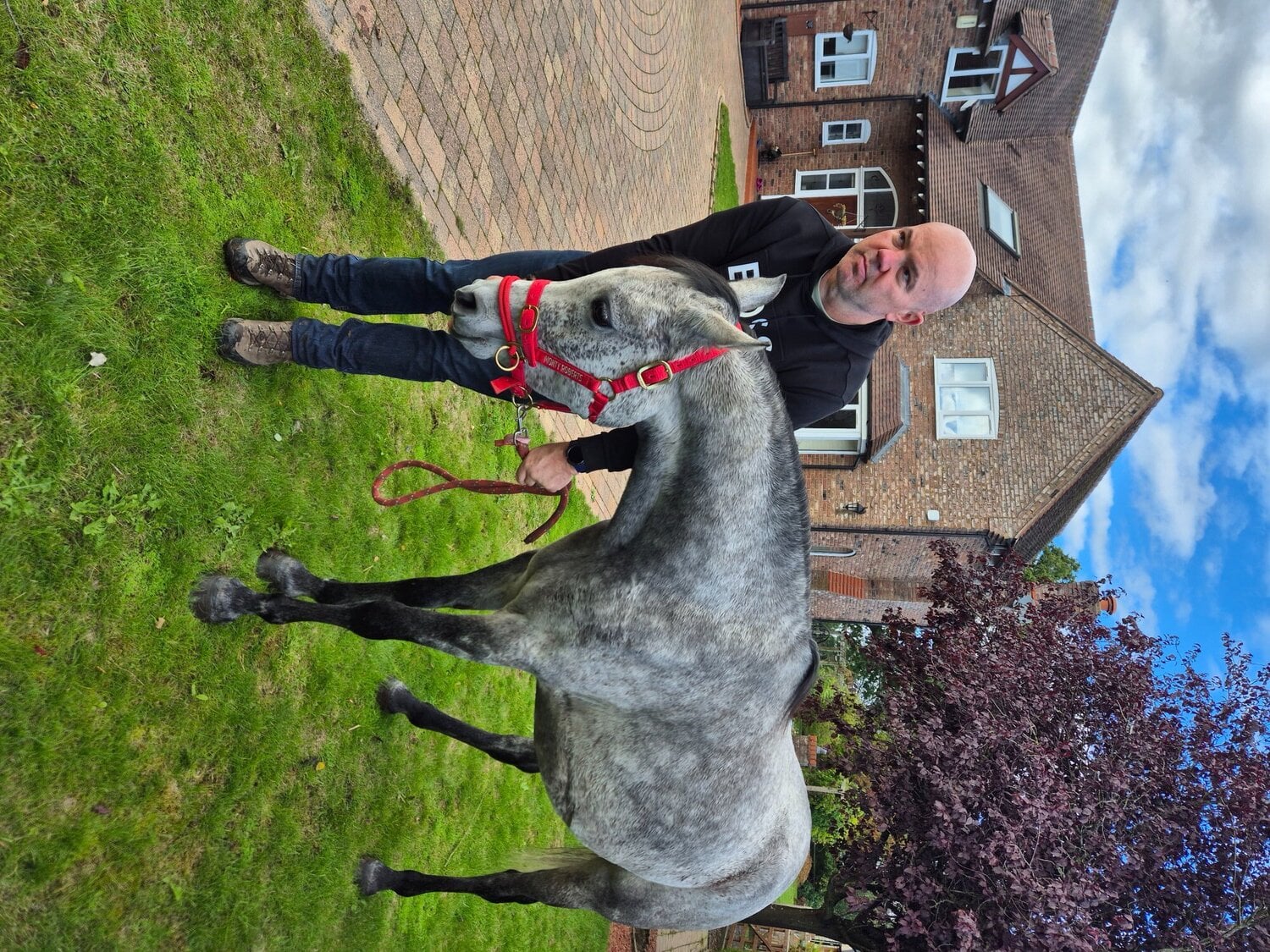 "Indi" Grey Mare Project Horse - Horses