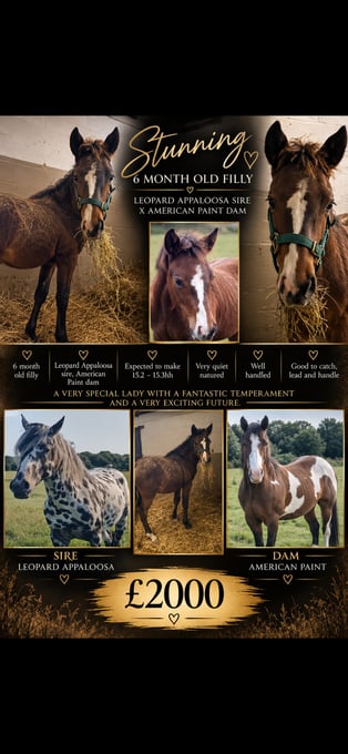 "Ember " Bay Roan Filly Young Sport Horse