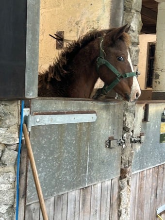 "Ember " Bay Roan Filly Young Sport Horse