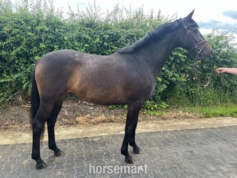 "Evie" Dark Bay Filly Youngstock / Foal