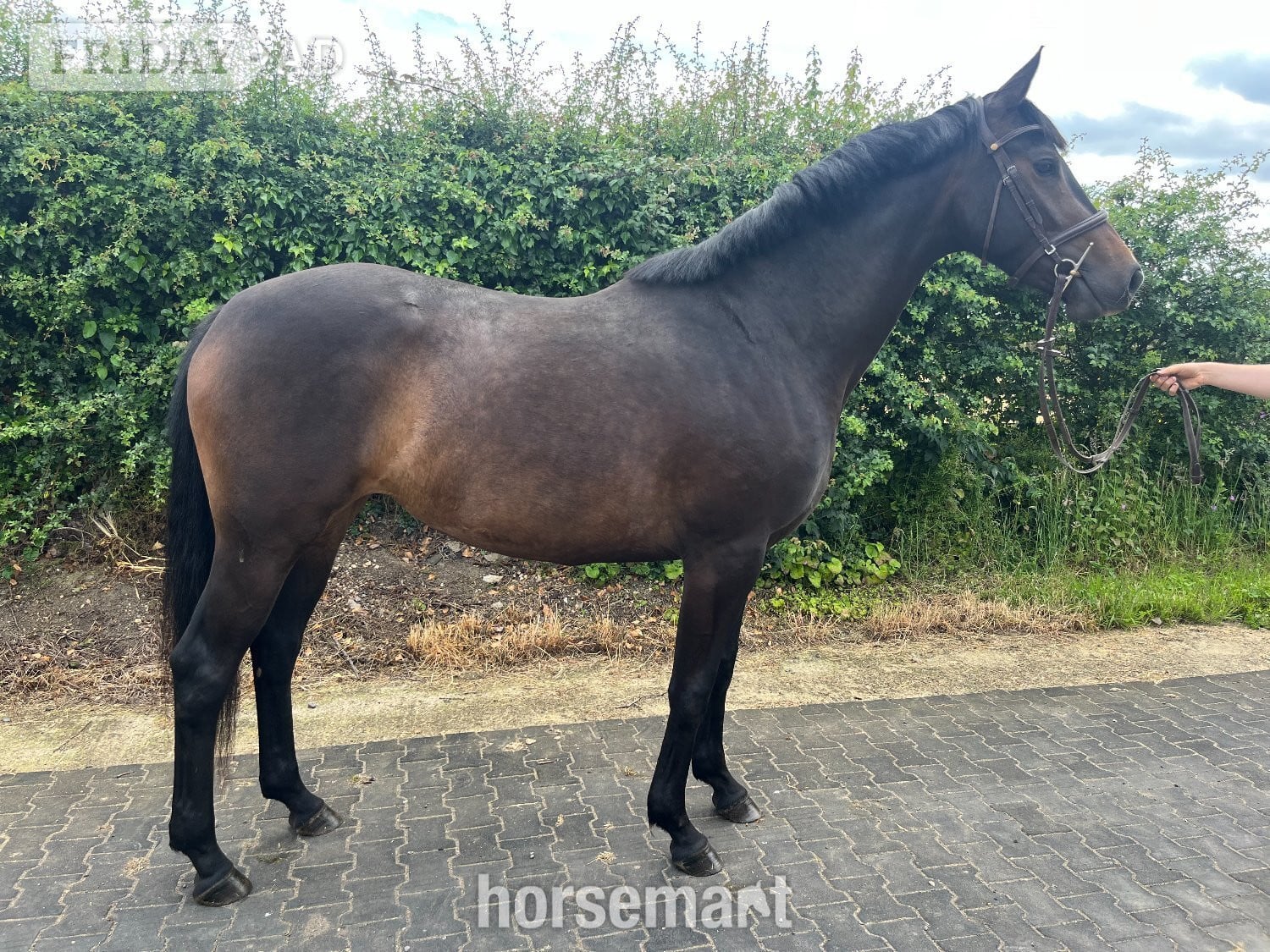 "Evie" Dark Bay Filly Youngstock / Foal in Northampton