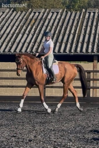 "Dom" Chestnut Gelding Dressage Horse