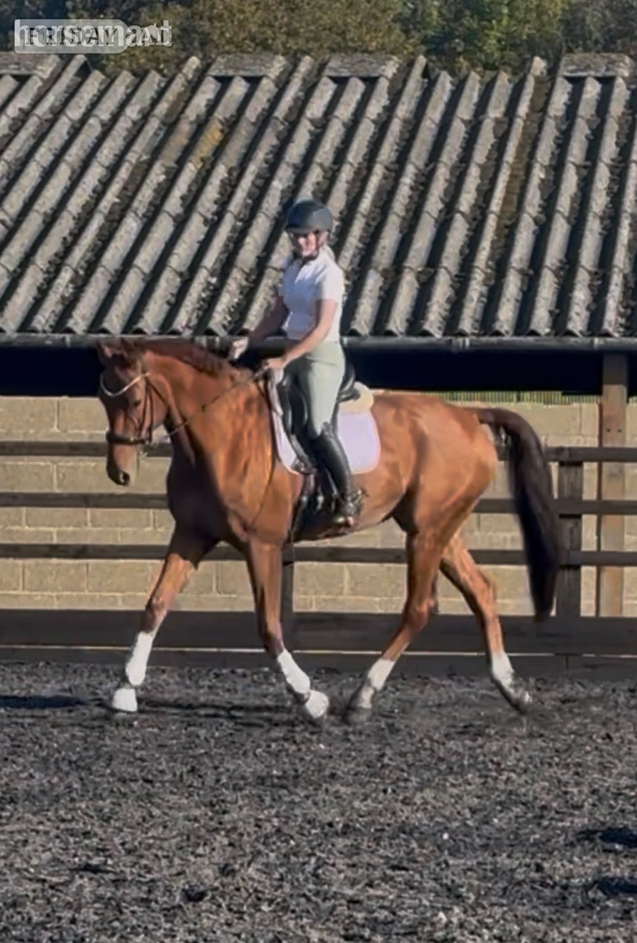 "Dom" Chestnut Gelding Dressage Horse in Nottingham
