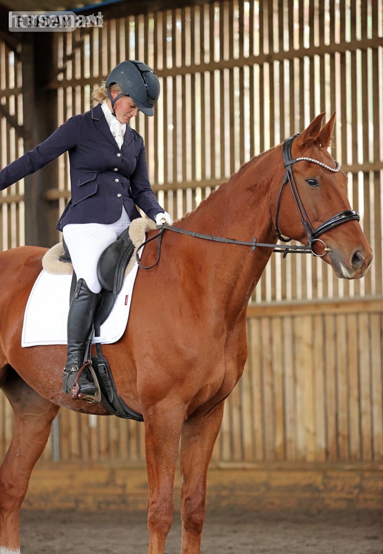 "Dom" Chestnut Gelding Dressage Horse