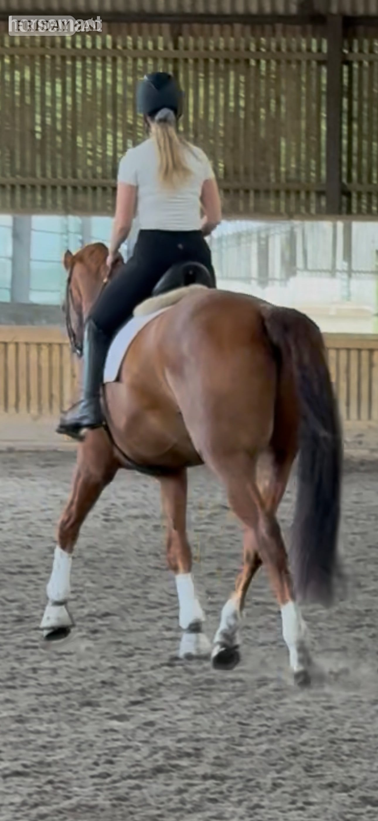 Nottingham "Dom" Chestnut Gelding Dressage Horse