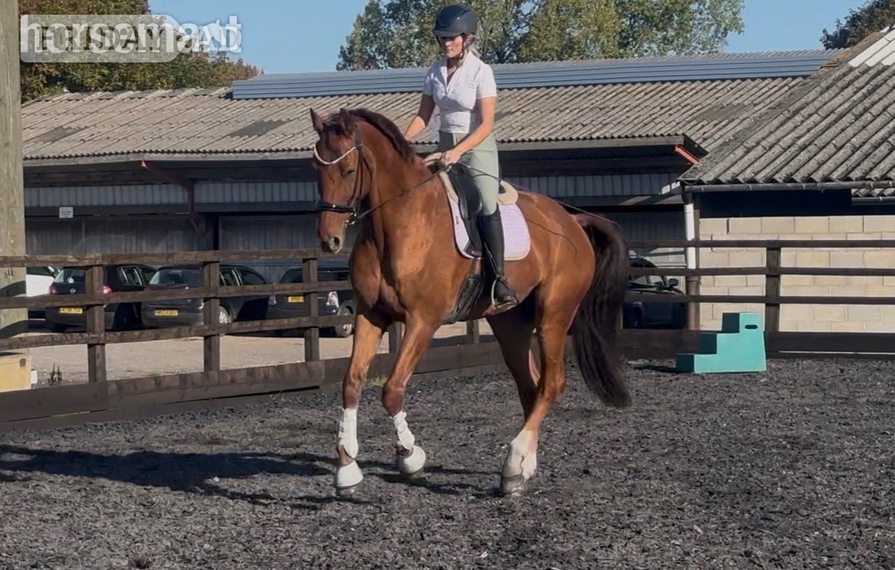 "Dom" Chestnut Gelding Dressage Horse - Horses in Nottingham