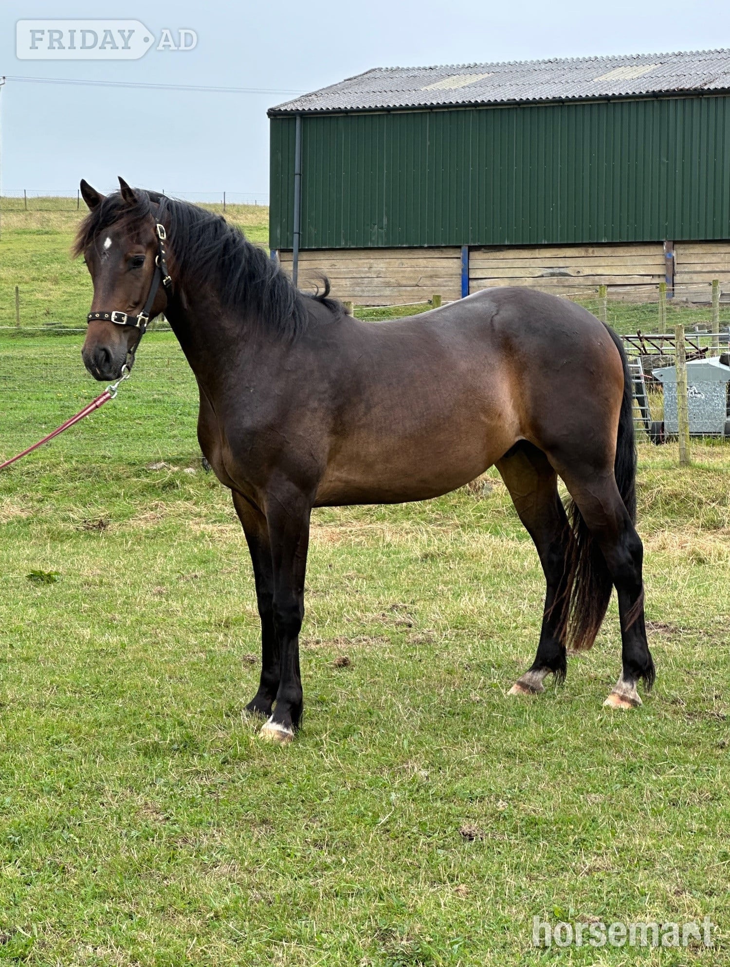 "Draco" Bay Gelding All Rounder in Holmrook