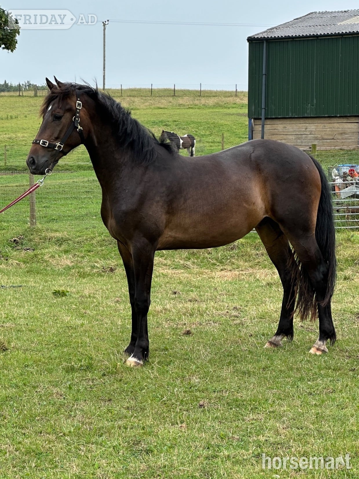 "Draco" Bay Gelding All Rounder