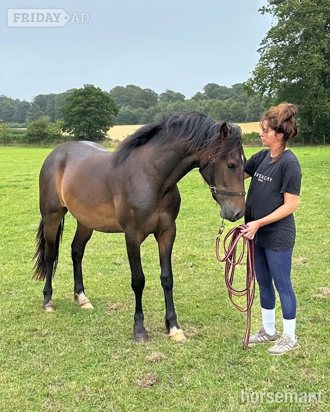 Holmrook "Draco" Bay Gelding All Rounder