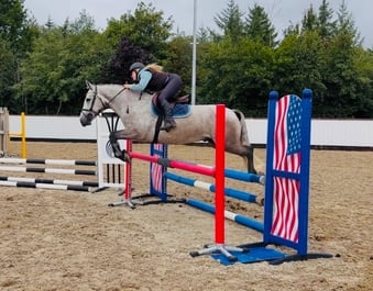 "Moonlight: smashing, scopey, forgiving &amp; quiet allrounder" Dapple Grey Gelding All Rounder