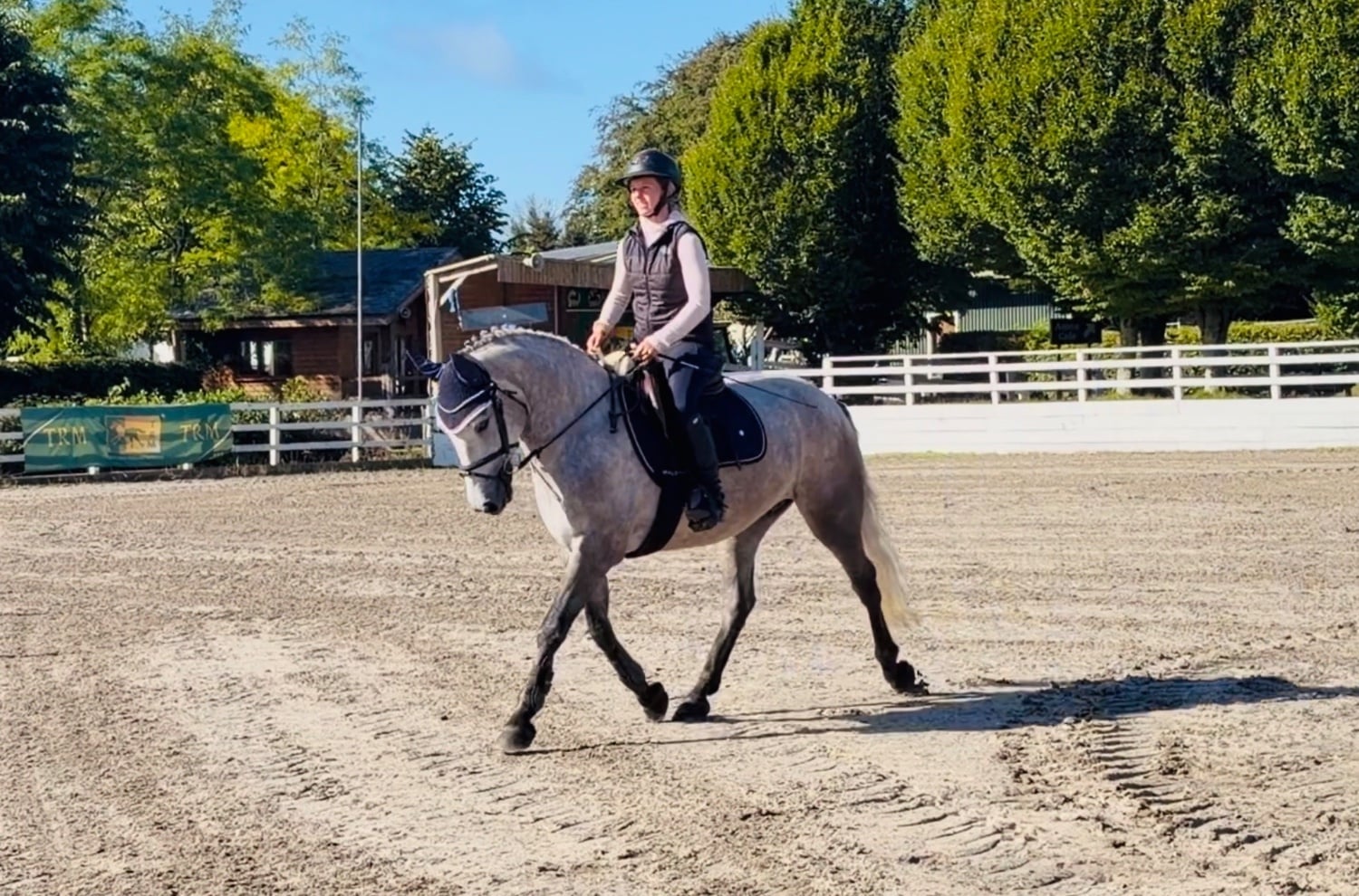 "Moonlight: smashing, scopey, forgiving &amp; quiet allrounder" Dapple Grey Gelding All Rounder