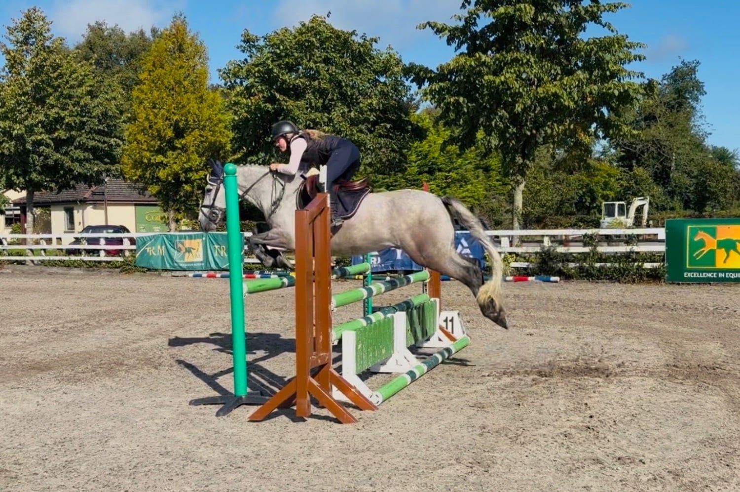 Raheen "Moonlight: smashing, scopey, forgiving &amp; quiet allrounder" Dapple Grey Gelding All Rounder
