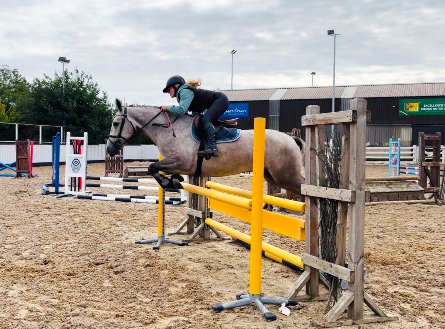 "Moonlight: smashing, scopey, forgiving &amp; quiet allrounder" Dapple Grey Gelding All Rounder - Horses in Raheen