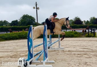 "Eden’s Adam - stunning, scopey, experienced showjumper" Cremello Gelding Riding Club Horse