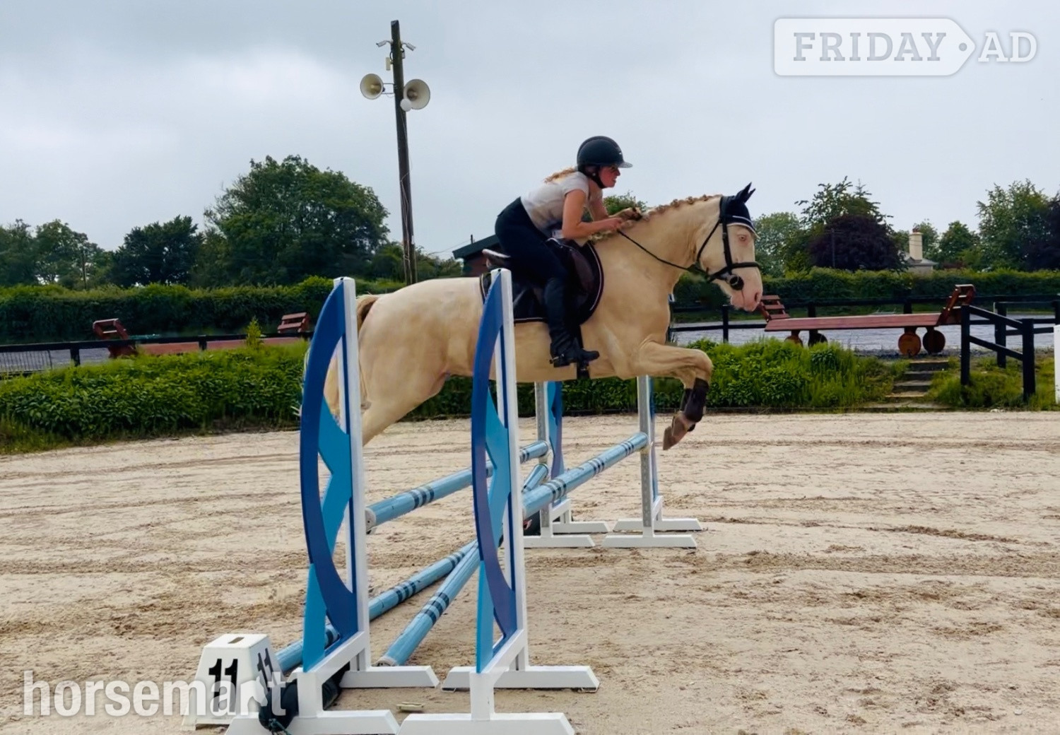 "Eden’s Adam - stunning, scopey, experienced showjumper" Cremello Gelding Riding Club Horse in Raheen
