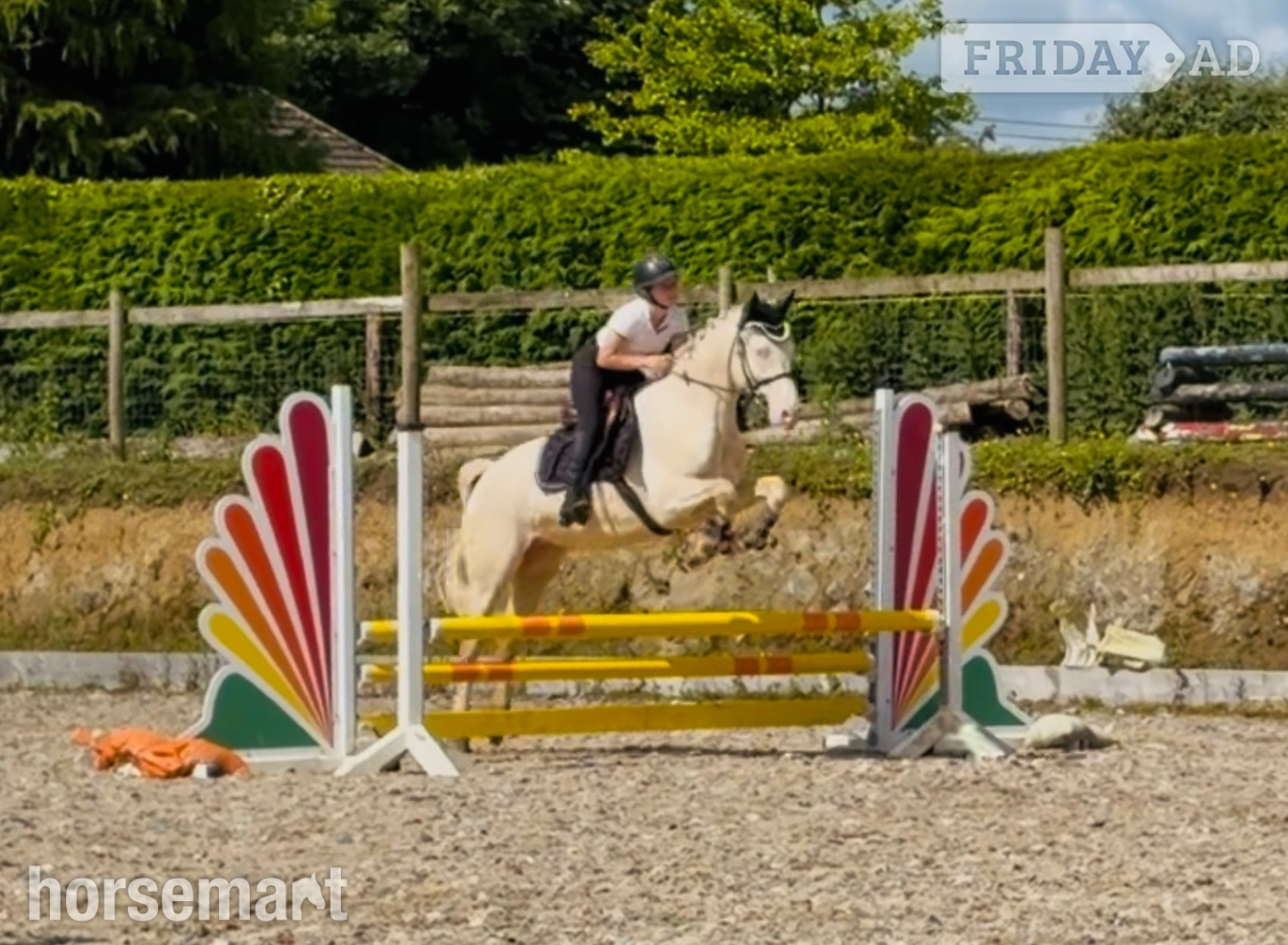 "Eden’s Adam - stunning, scopey, experienced showjumper" Cremello Gelding Riding Club Horse