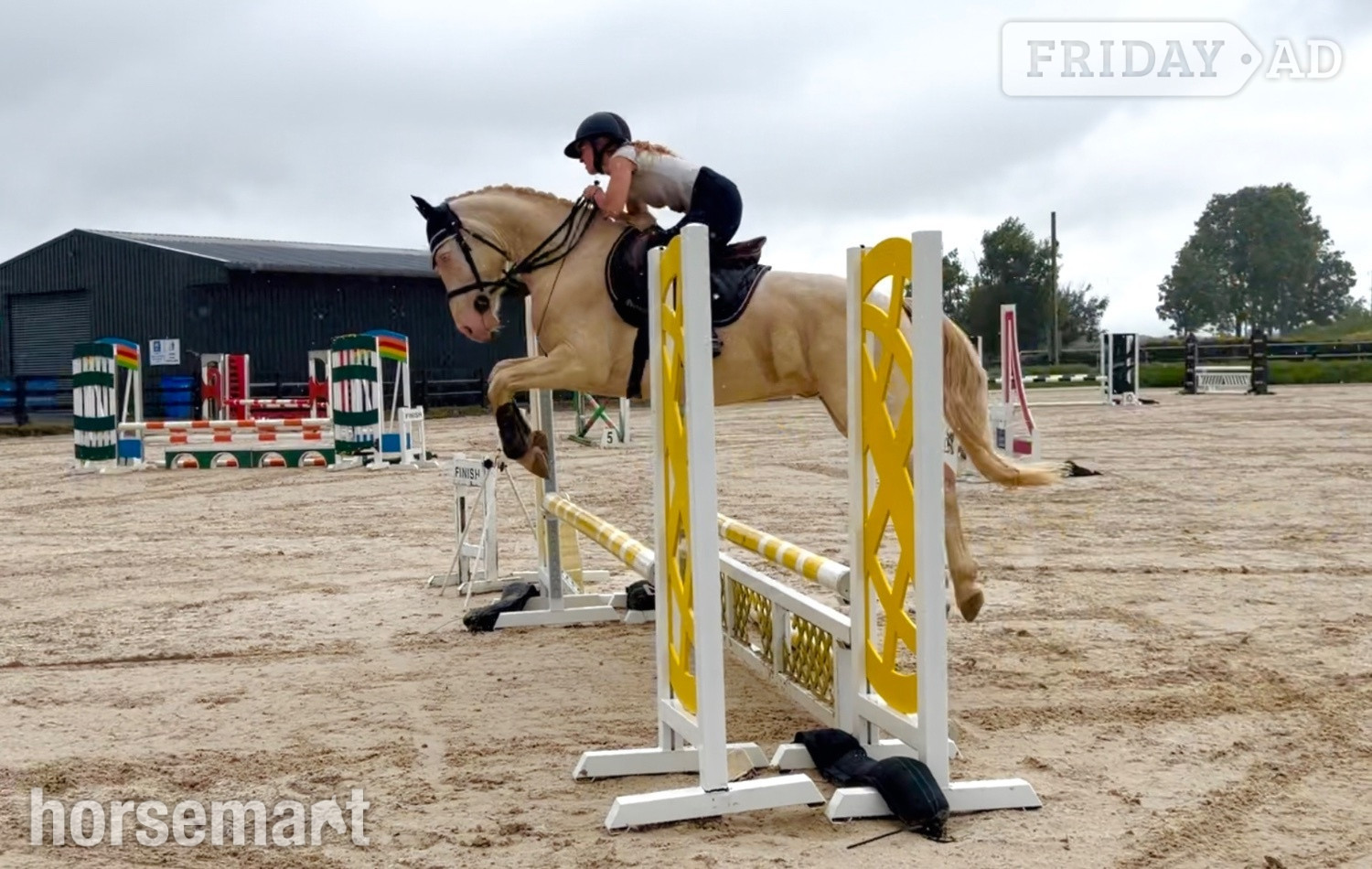 Raheen "Eden’s Adam - stunning, scopey, experienced showjumper" Cremello Gelding Riding Club Horse