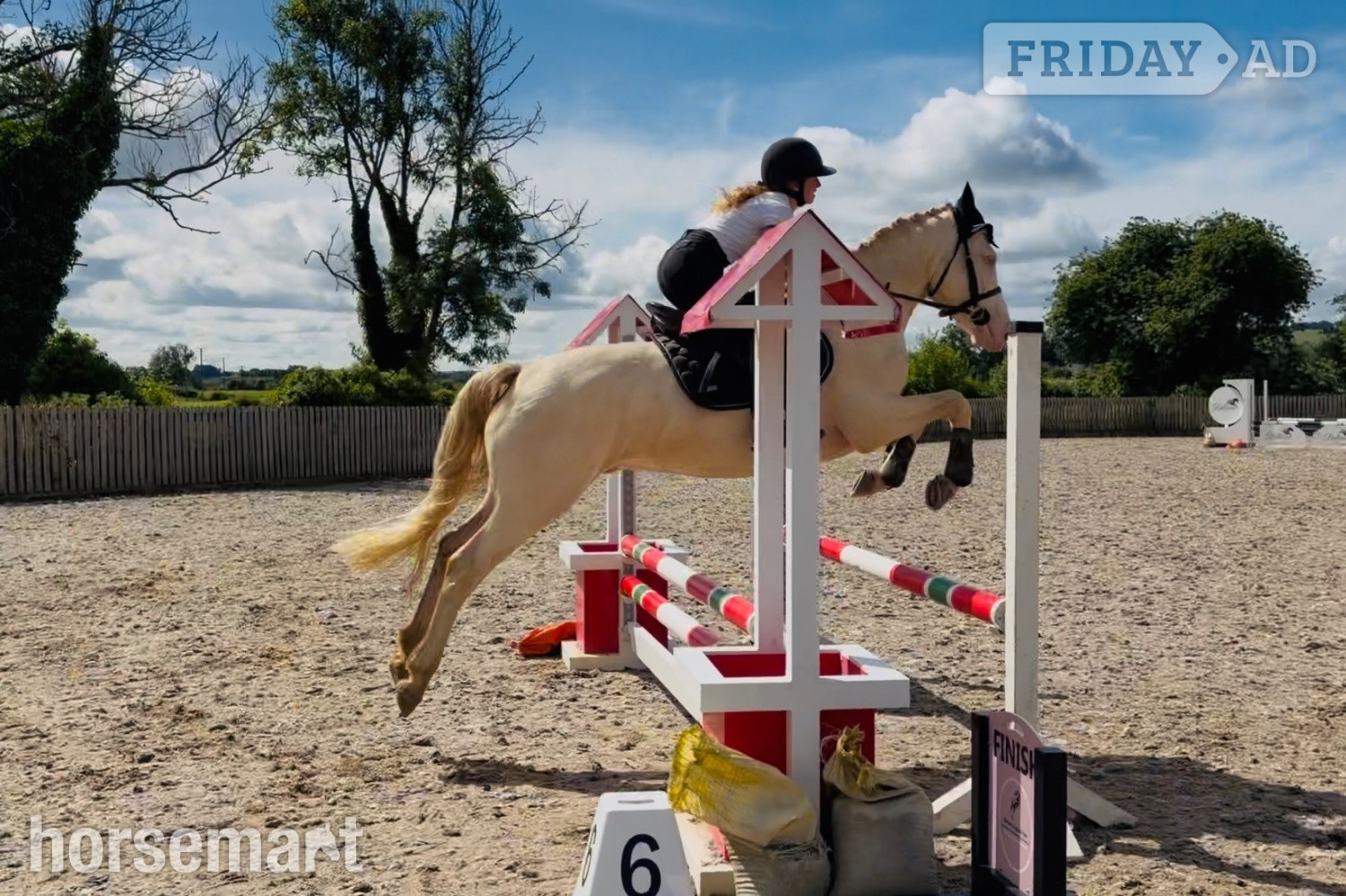"Eden’s Adam - stunning, scopey, experienced showjumper" Cremello Gelding Riding Club Horse - Horses in Raheen