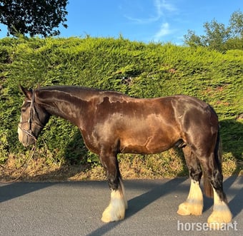 "Fred" Bay Gelding All Rounder