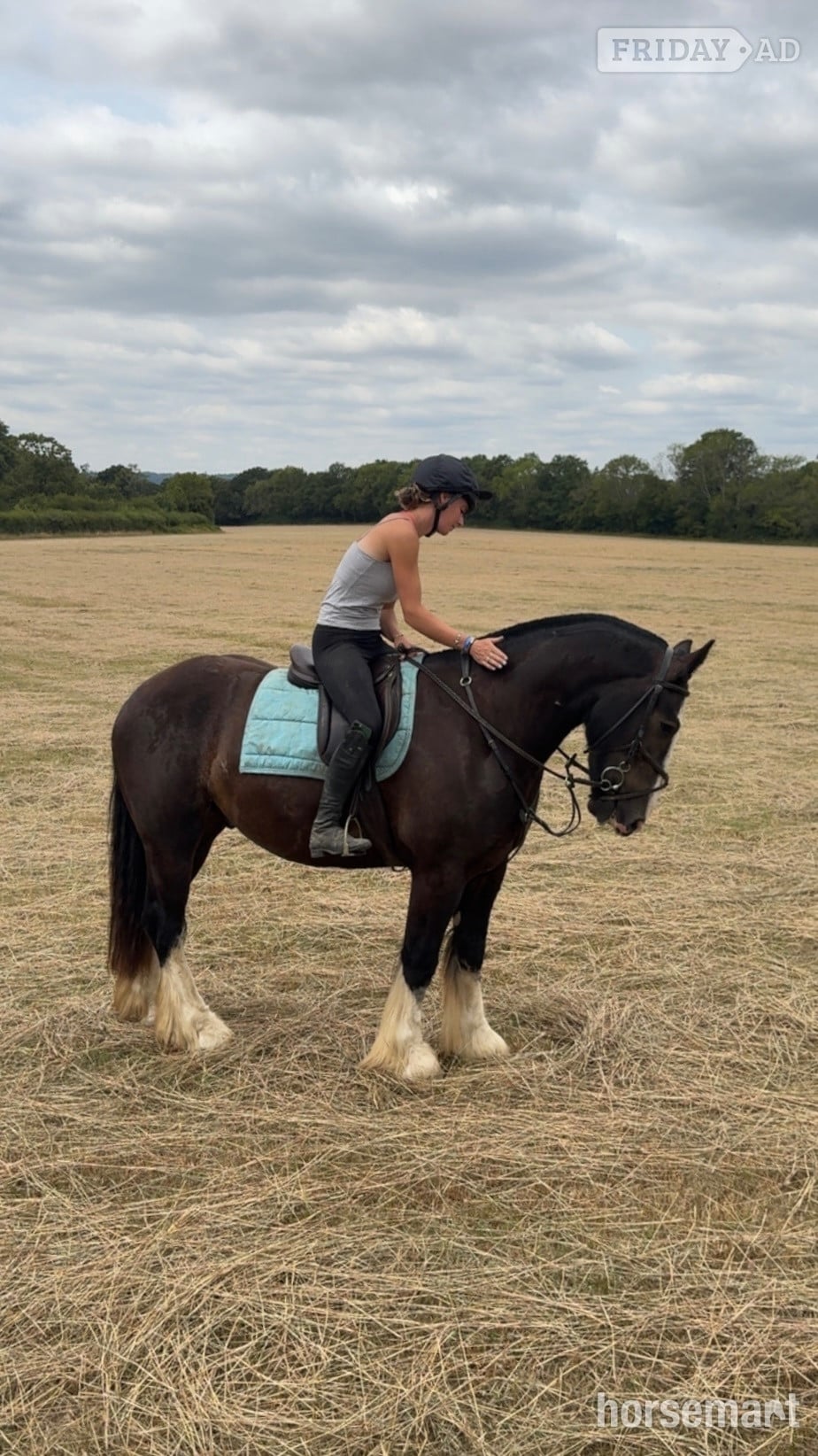 Billingshurst "Fred" Bay Gelding All Rounder
