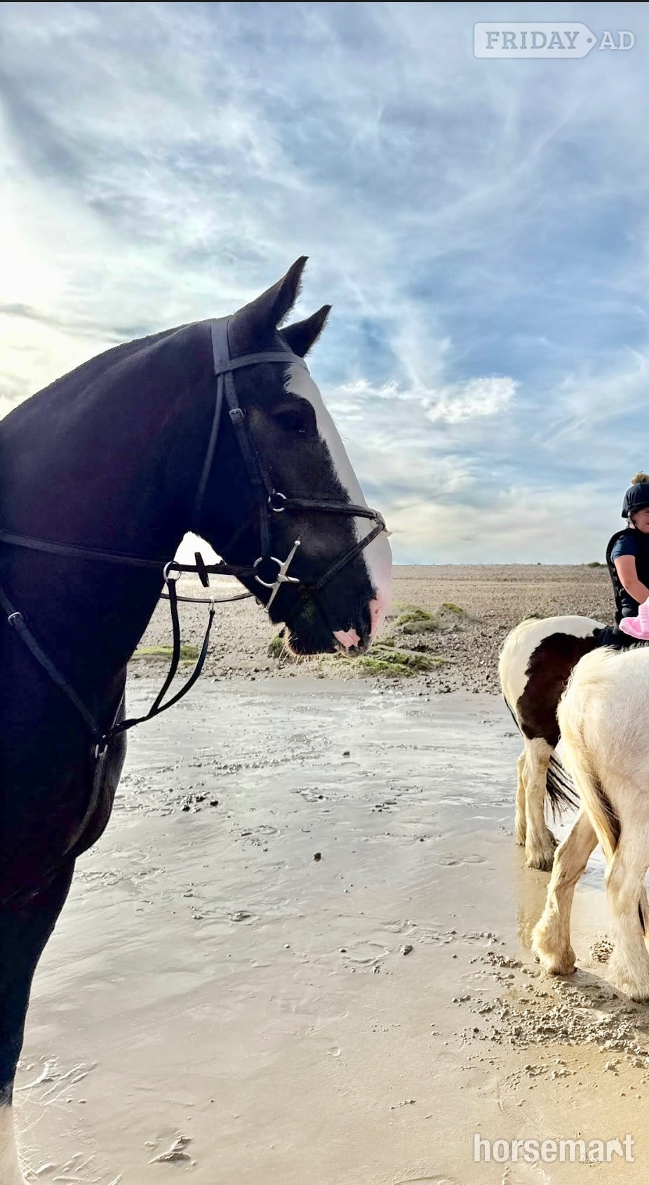 "Fred" Bay Gelding All Rounder - Horses in Billingshurst
