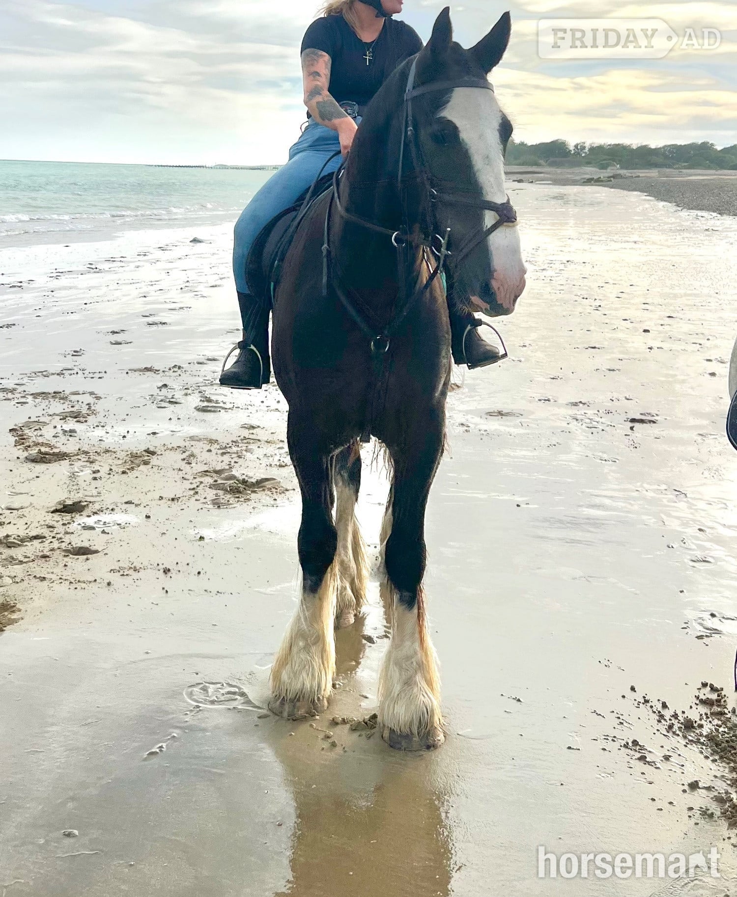"Fred" Bay Gelding All Rounder - Horses