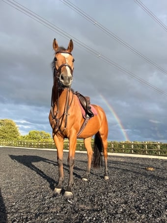 "Rosie" Bright Bay Mare All Rounder
