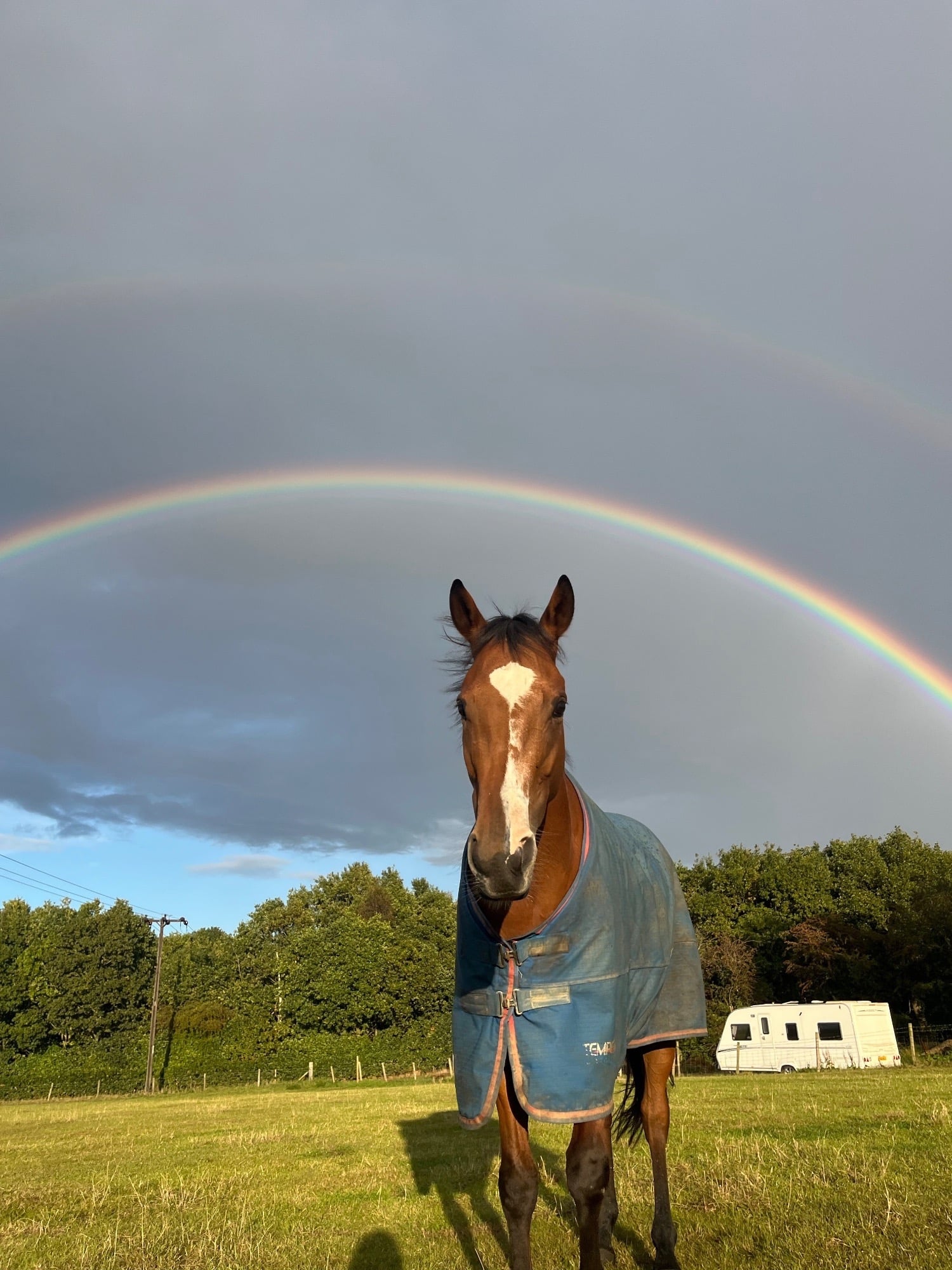 "Rosie" Bright Bay Mare All Rounder