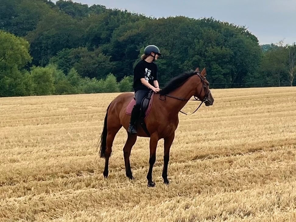 Sheffield "Rosie" Bright Bay Mare All Rounder