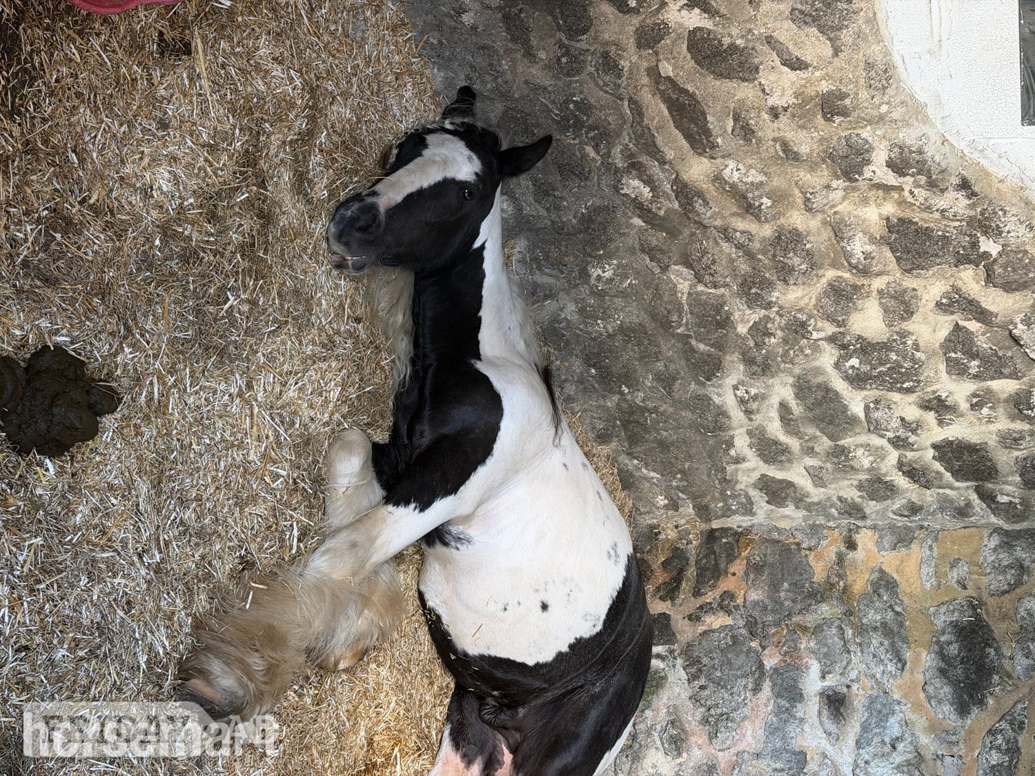 "shadrack" Tri-Coloured Gelding Youngstock / Foal