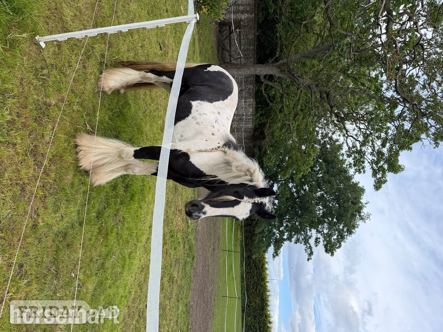 Durham "shadrack" Tri-Coloured Gelding Youngstock / Foal