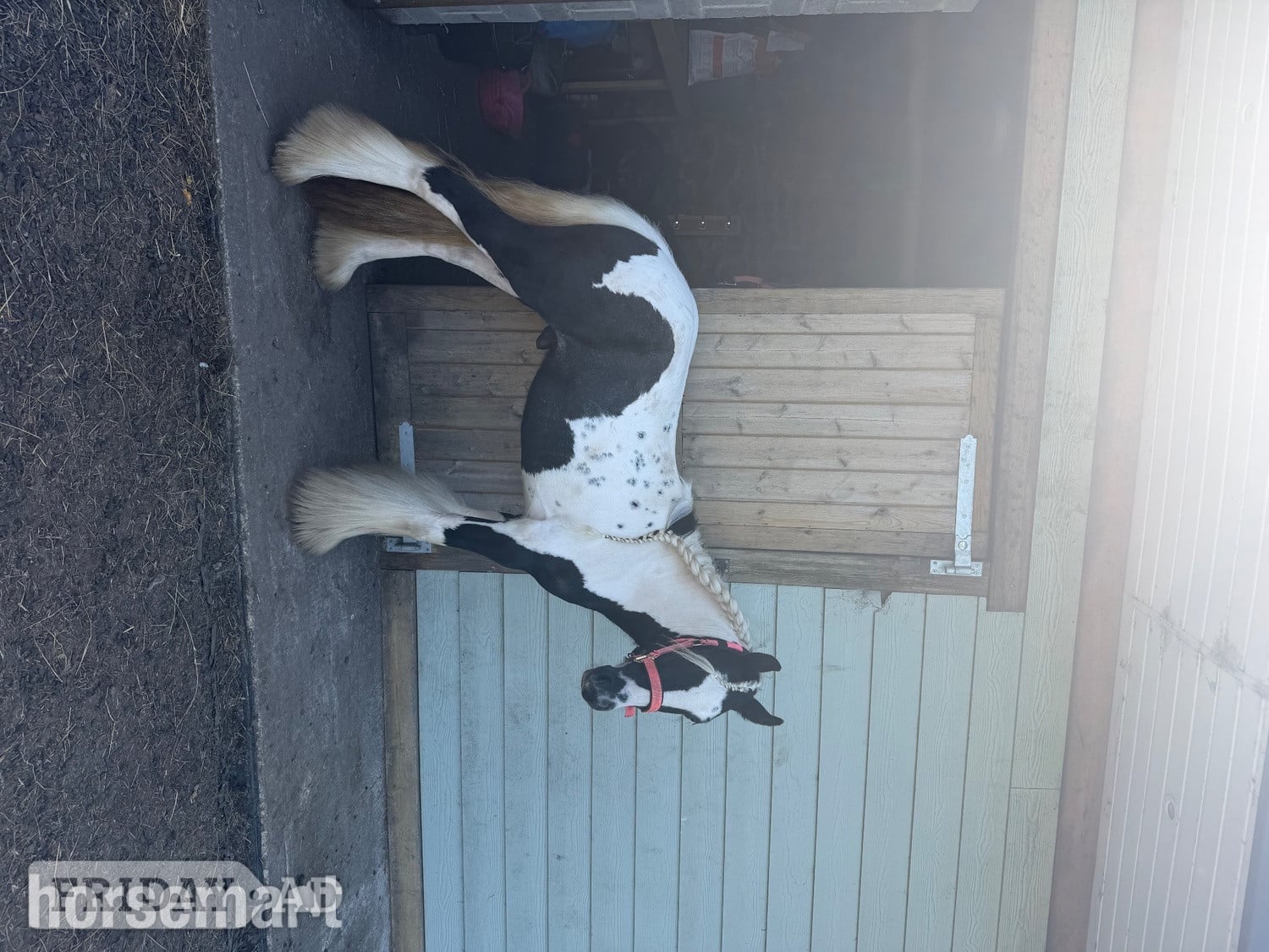 "shadrack" Tri-Coloured Gelding Youngstock / Foal - Horses
