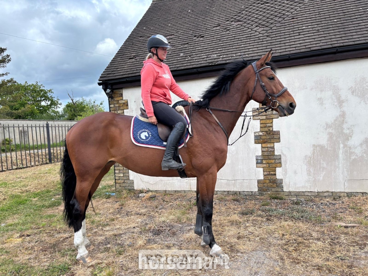 "OCEANANA" Bay Mare All Rounder