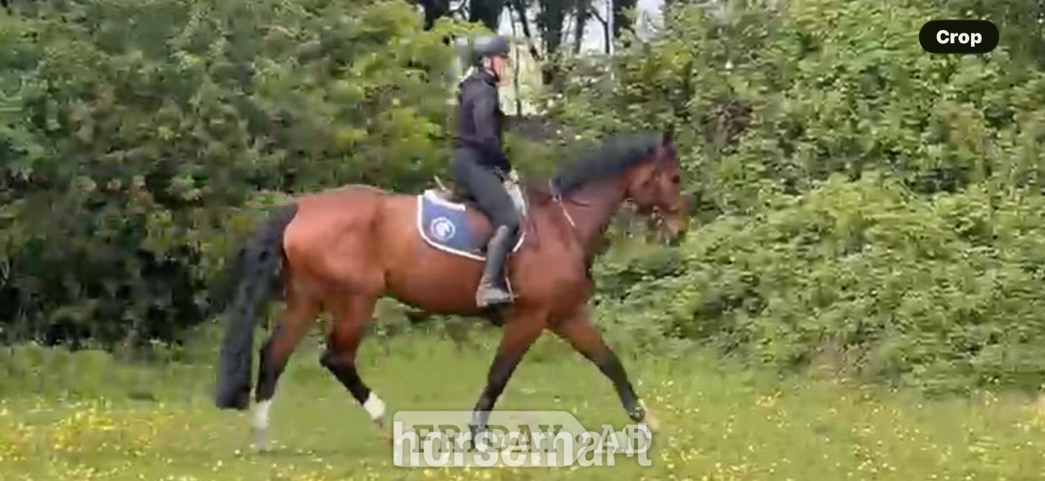 Noak Hill "OCEANANA" Bay Mare All Rounder