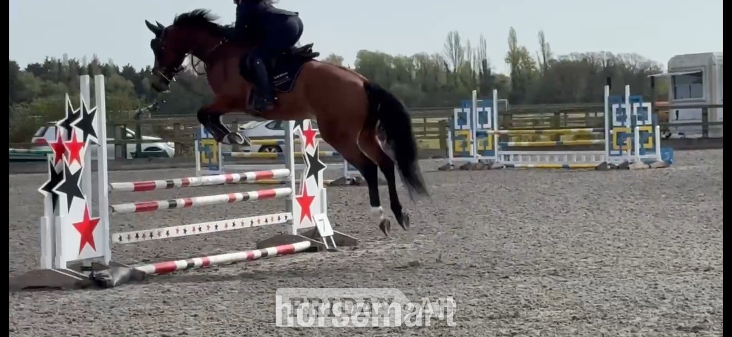 "OCEANANA" Bay Mare All Rounder - Horses in Noak Hill