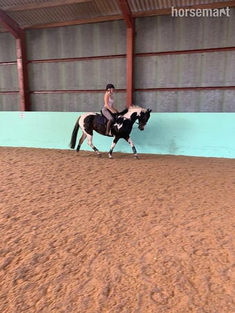"BRINETON GIRL TALK" Coloured Mare All Rounder