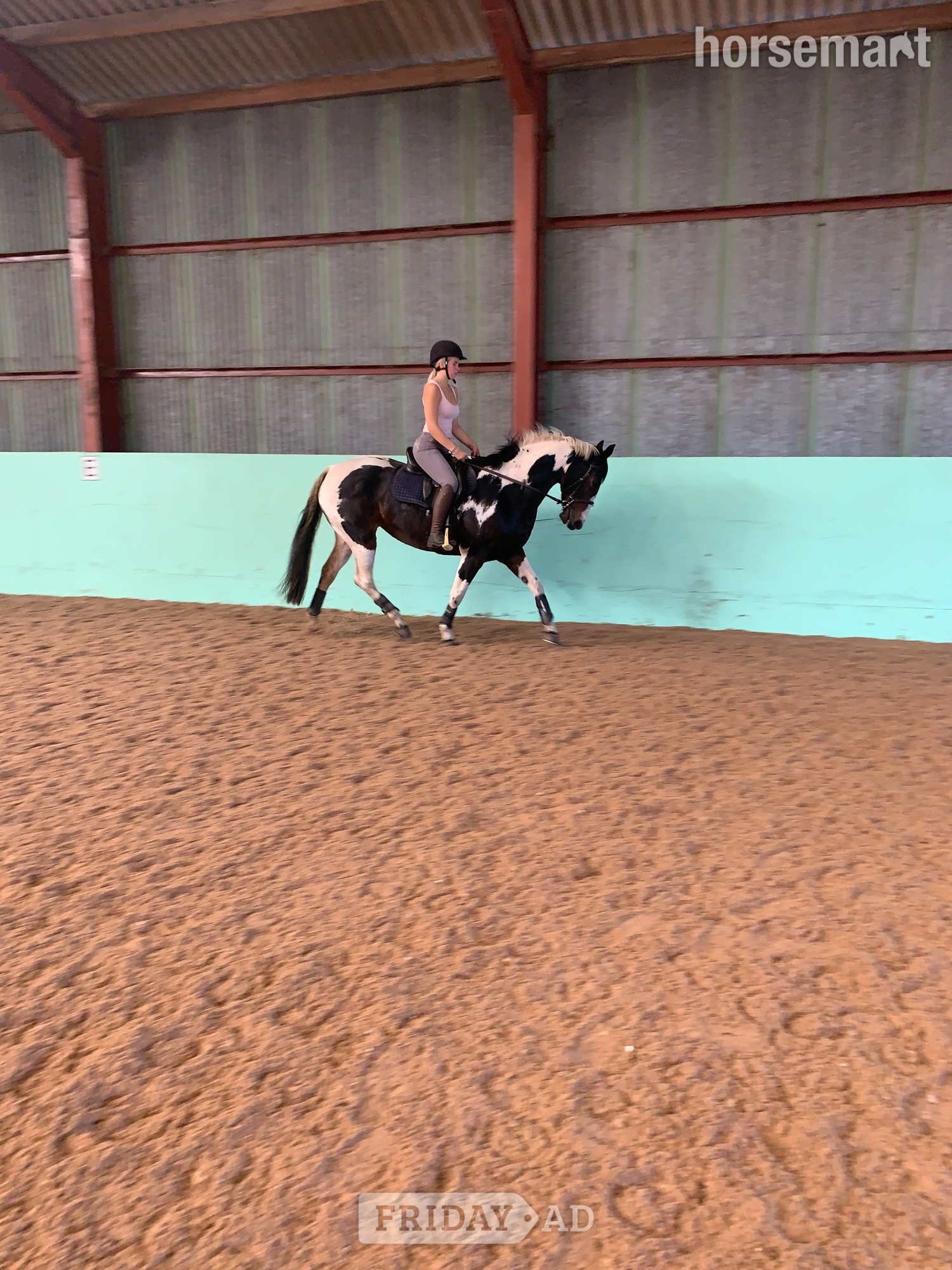 "BRINETON GIRL TALK" Coloured Mare All Rounder in St Asaph