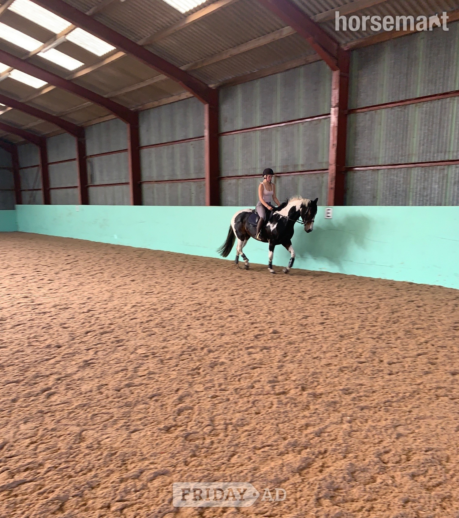 "BRINETON GIRL TALK" Coloured Mare All Rounder