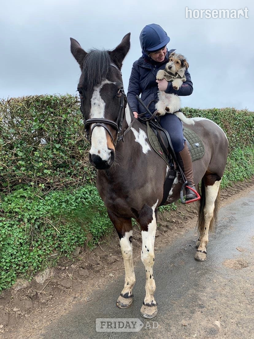 St Asaph "BRINETON GIRL TALK" Coloured Mare All Rounder