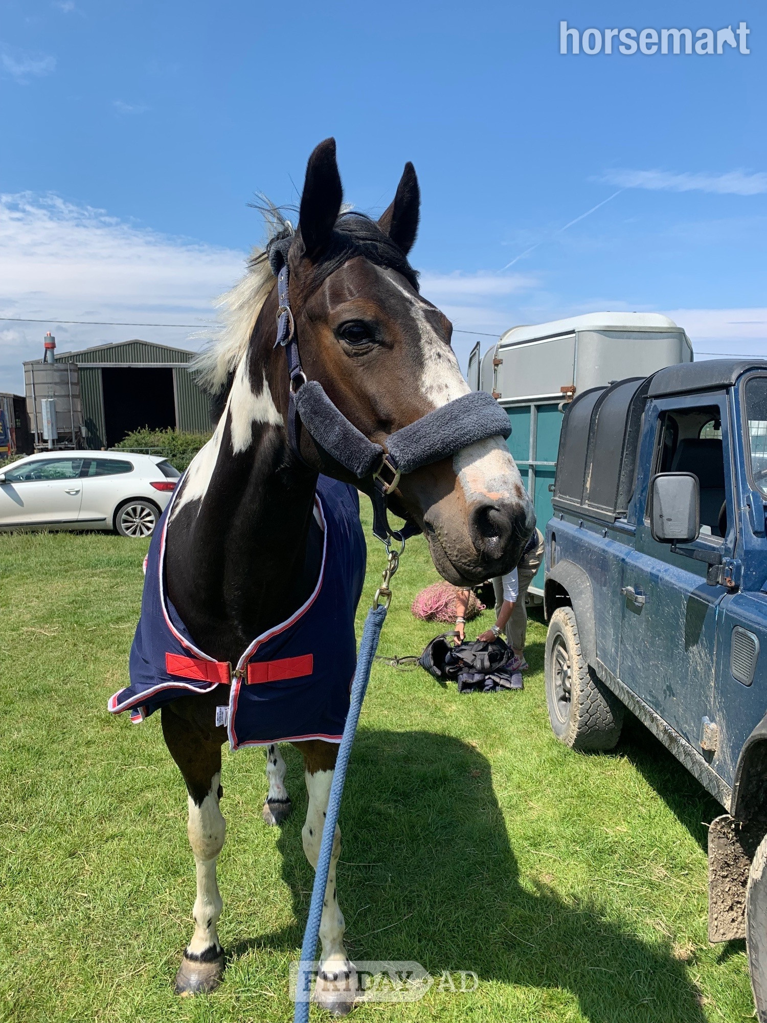 "BRINETON GIRL TALK" Coloured Mare All Rounder - Horses
