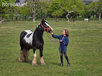 "Dolly" Skewbald Mare Family Horse