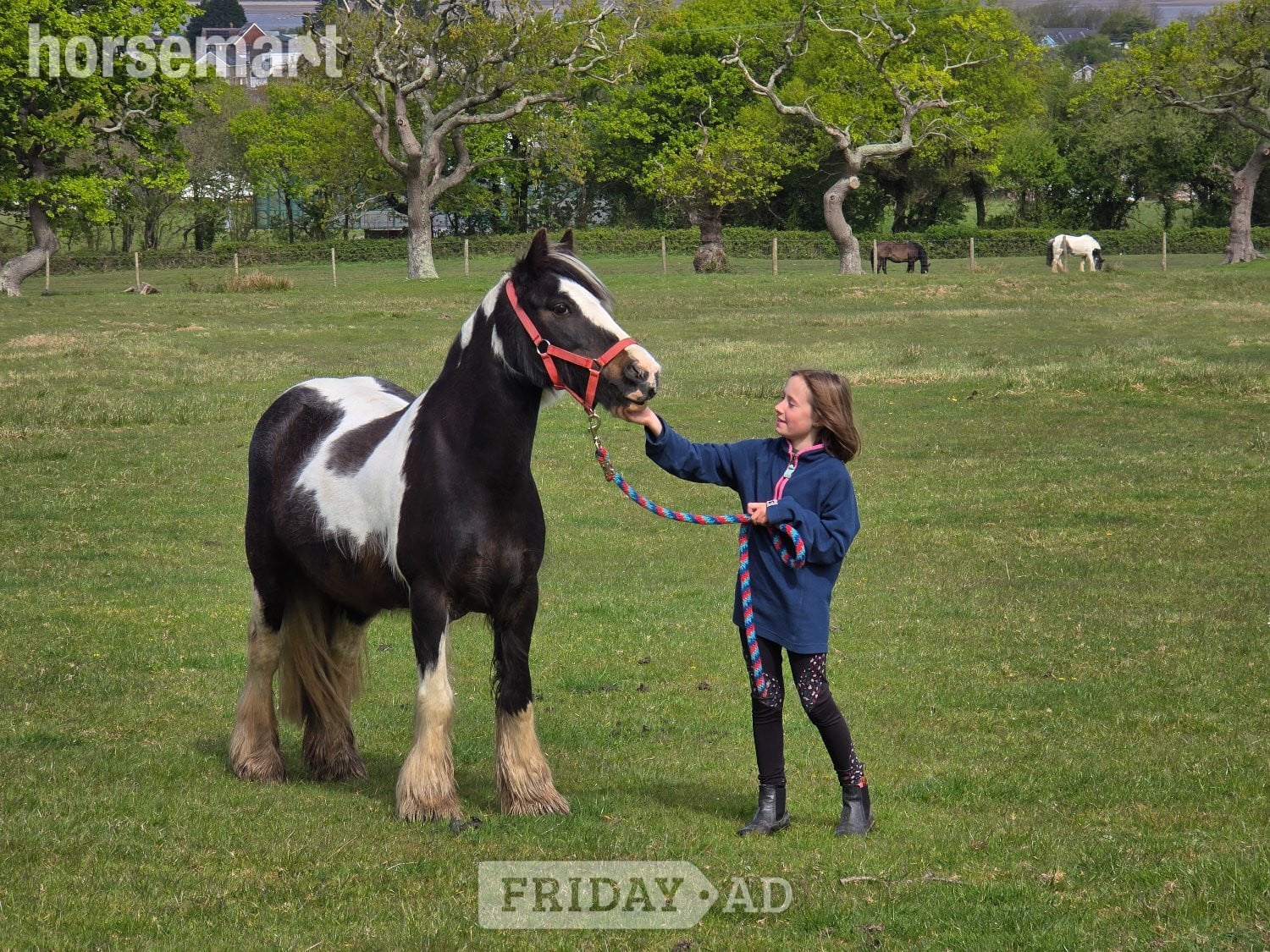 "Dolly" Skewbald Mare Family Horse in Swansea