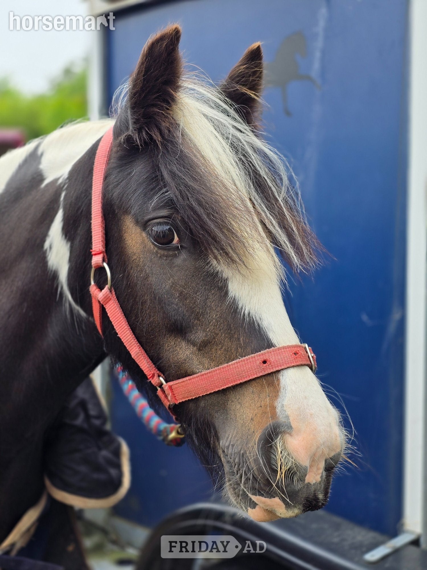 "Dolly" Skewbald Mare Family Horse